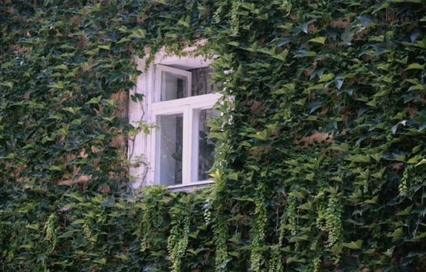 kādus augus nedrīkst stādīt pagalmā