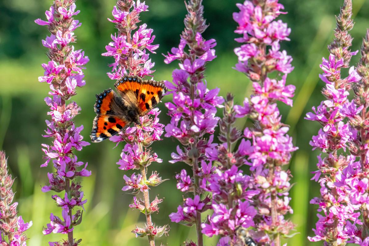 kādus augus nedrīkst stādīt pagalmā