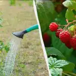 4 labākie mēslošanas līdzekļi avenēm pavasarī: spainis uz krūmu milzīgai