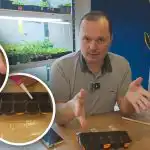 Gurķi dīgst trešajā dienā: pārbaudīta stādu audzēšanas metode