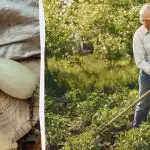 Kabaču raža būs 5 reizes bagātāka: lūk, kas jāstāda blakus