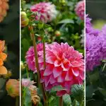 Kad stādīt dālijas Ukrainā: datumi un ideālās šķirnes pa reģioniem