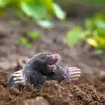 Kurmji aizbēgs no vietas uz visiem laikiem: kādu vienkāršu šķīdumu