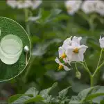 No simts kvadrātmetriem - tonna kartupeļu: atklājās viltīga stādīšanas metode