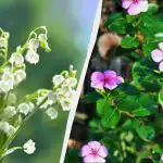 Šīs 7 ziemcietes izskatās skaisti, bet tās nevar iestādīt: tad