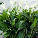 spathiphyllum-plauks-gadiem-ilgi-darznieki-stastija-ka-augt.webp.webp