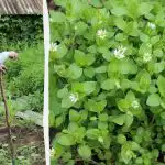 “Vecmodīgā” koka utu apkarošanas metode starp dobēm: nepaliks neviena nezāle