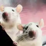 Žurkas baidās no viena produkta: vienkāršs veids, kā “palūgt” grauzējus